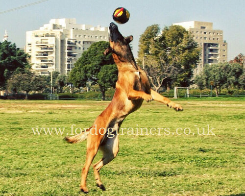 dog biting toy for games and IGP